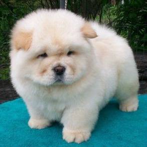 SSD-1199 Chow Chow puppies dogs