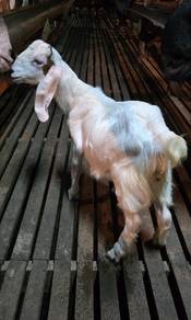 anak kambing jantan 