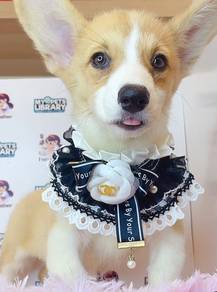 Welsh Corgi