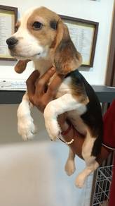 beagle 
