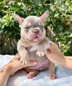 Cutie French Bulldog FB01