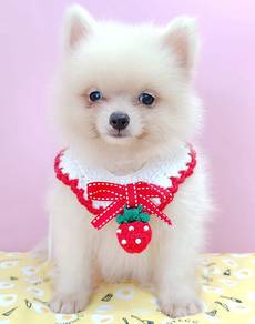 Pomeranian