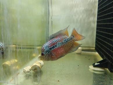 flower horn female