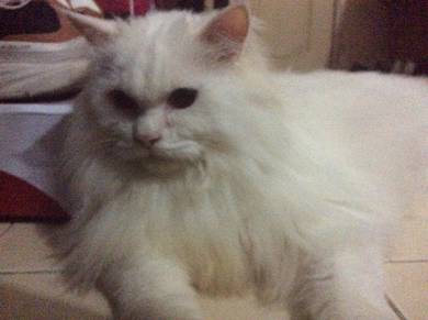 Maine Coon