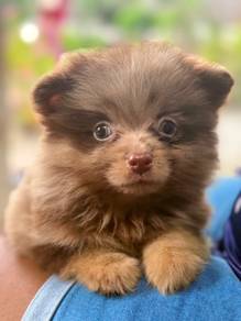 Adorable Purebred Pomeranian Puppy for Sale