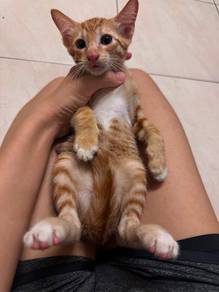cat for adoption