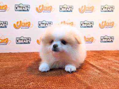 Tiny Parti White/Brown Pomeranian