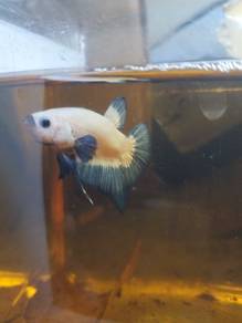ikan laga betta fish 