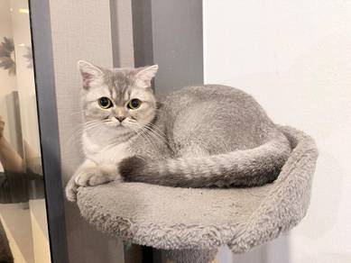 BSH Female