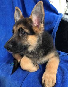 HtE_G88 Awesome German Shepherd MKA puppies