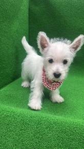 西高地女
Westie
Female 
GF-2
Dob : 20-05-26