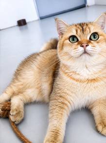 British shorthair golden NY25 
