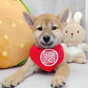 Shiba