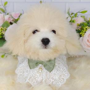 Maltipoo