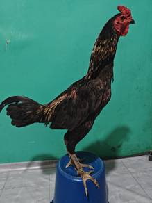 pama