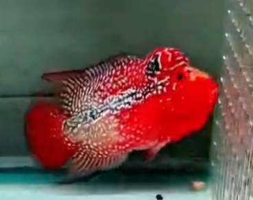 Flowerhorn king kamfa