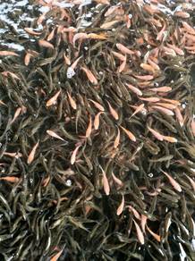ikan tilapia 
