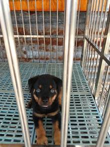 pure Rottweiler puppy