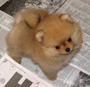 GGGR_P9977 bear face Tiny Pomeranian cute puppies