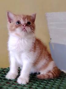 British Shorthair Kitten