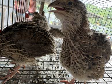 Burung Puyuh