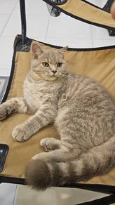 Male BSH Fawn 7 Months