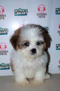 D20 Little Shih Tzu Dog