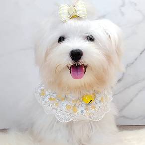 Bichon