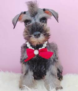 Schnauzer