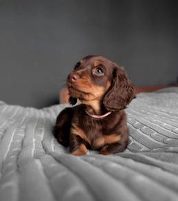 DD700 Mini Dachshund long haired puppies