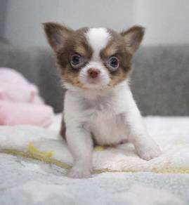 CHIHUAHUA PUPPIES VIP230🌷Head Apple Cute Dog