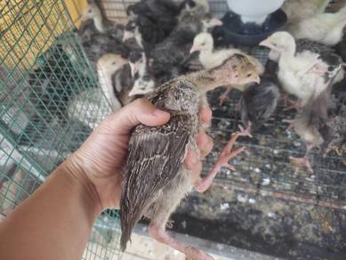 Anak Ayam Belanda Umur 2 Minggu