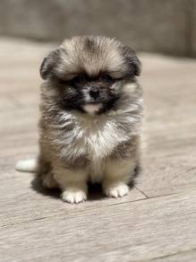 Cute, fluffy & adorable Pomeranian puppies availab