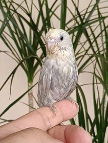Budgie