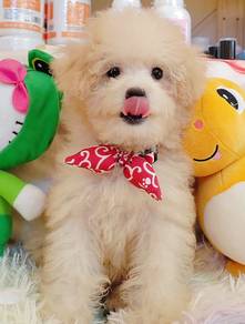 Maltipoo
