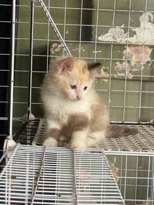 Siamese Kitten Untuk Dijual