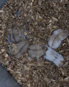 Hamster Winter White Golden