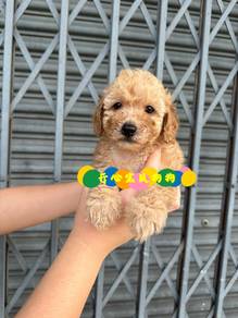 Toy Poodle (M/F)