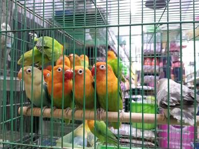 Love Bird