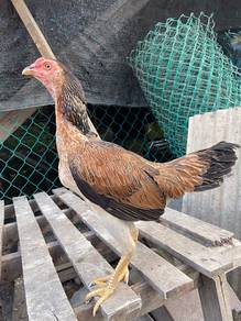 ayam betina pam