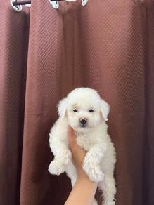 White maltipoo