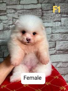博美Pomeranian
