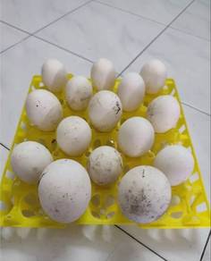 telur angsa berbenih
