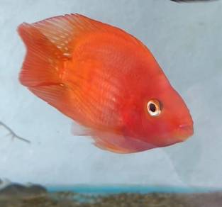 Red Parrot Fish