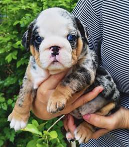 ENGLISH BULLDOG PUPPIES EB425🐻 BullDog Available