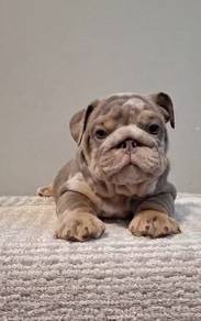 ENGLISH BULLDOG PUPPIES E354 🐻 BullDog Available
