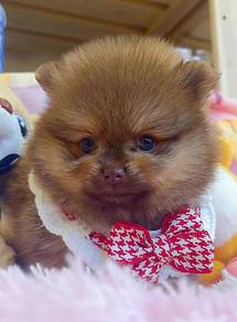 Pomeranian