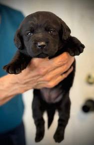 black labrador Retriever'