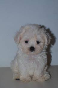 B47 Fluffy Maltipoo Dog