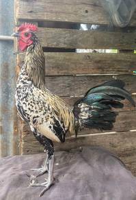 Ayam hutan cros